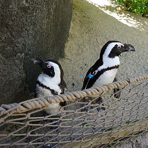 African Penguin