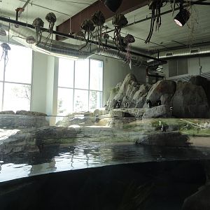 African Penguin Indoor Holding