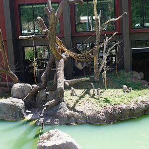 Ring Tailed Lemur Exhibit Outdoors