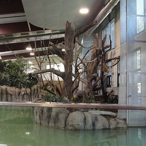 Ring Tailed Lemur Indoor Exhibit