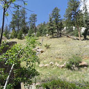 Western Lowland Gorilla Exhibit