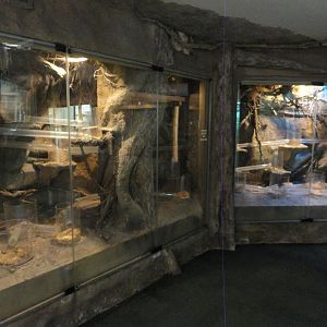 Naked Mole Rat Exhibit