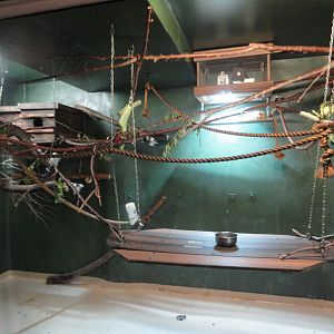 Golden Lion Tamarin Exhibit