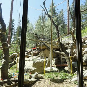 White Cheeked Gibbon Outdoor Exhibit