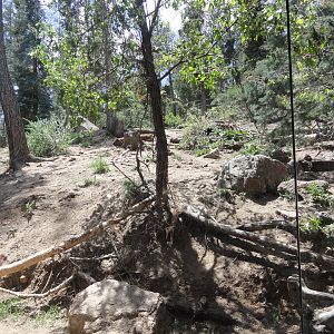 Mexican Wolf Exhibit