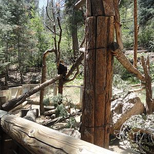 North American Porcupine Exhibit