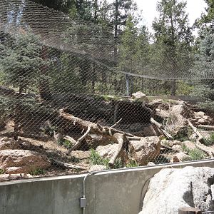 Mountain Lion Exhibit