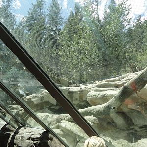 Mountain Lion Tunnel Viewing