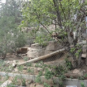 Canadian Lynx Exhibit