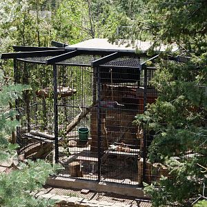 Canadian Lynx Backstage From Grizzly Boardwalk