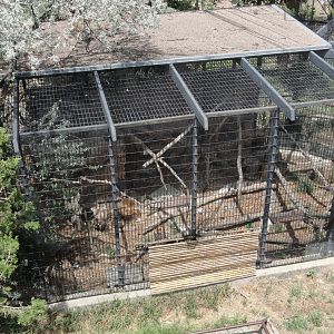 Swainson's Hawk & Red Tailed Hawk Exhibit