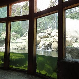 Grizzly Bear Exhibit 2