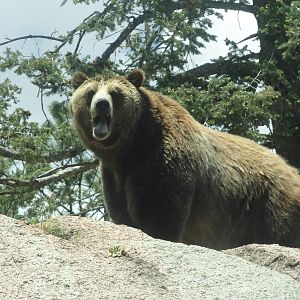 Grizzly Bear