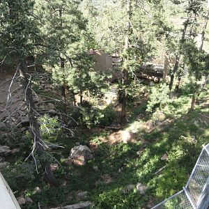 Amur Tiger Exhibit from Chairlift