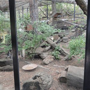 Pallas' Cat Exhibit
