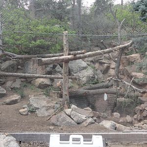 Amur Leopard Exhibit
