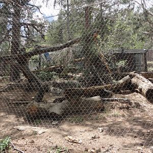 Snow Leopard Exhibit