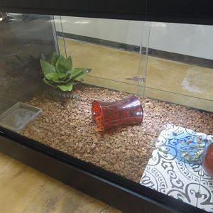 Blue Tongued Skink Exhibit