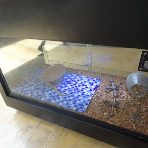 European Glass Lizard Exhibit