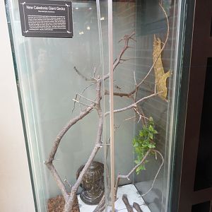 New Caledonia Giant Gecko Exhibit