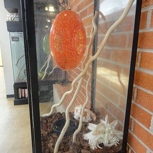 Crested Gecko Exhibit