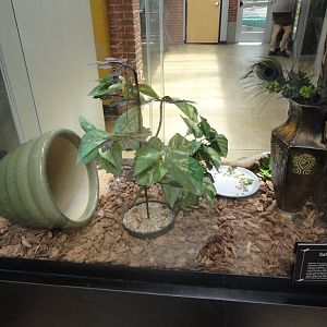 Saharan Uromastyx Exhibit