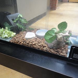 Somali Agama Exhibit