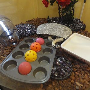 High White California Kingsnake Exhibit