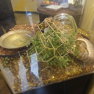 Woma Python Exhibit