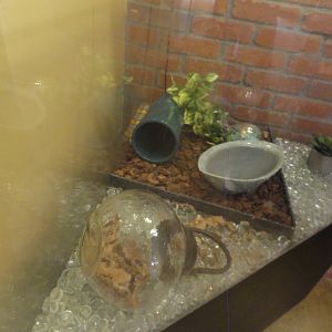 Gray Banded Kingsnake Exhibit