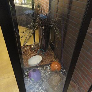 Black Tailed Cribo Exhibit