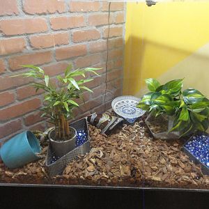 Mandarin Ratsnake Exhibit