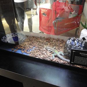 Rainbow Whiptail Exhibit