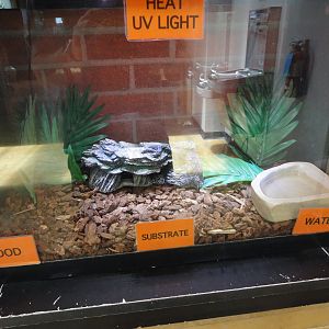 Leopard Gecko Exhibit
