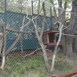 Matschie's Tree Kangaroo Outdoor Exhibit