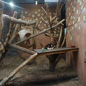Matschie's Tree Kangaroo Indoor Exhibit