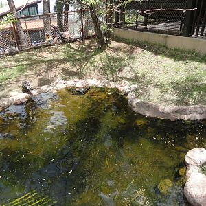 Australian Shelduck Exhibit