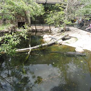 American Alligator Exhibit