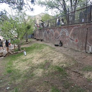 Australian Walkabout - Red Necked Wallaby