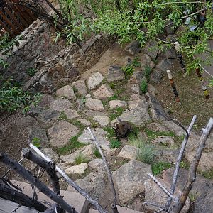 Australian Walkabout - Red Necked Wallaby