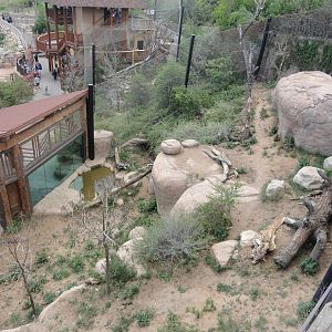 African Lion Exhibit