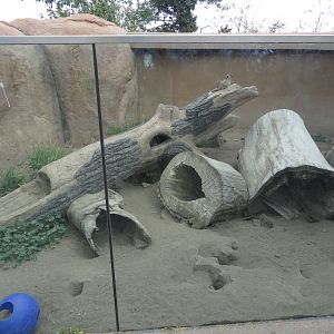 Meerkat Exhibit 2