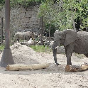 African Elephant & Eastern Black Rhino