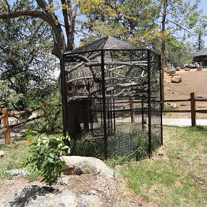 Geoffroy's Marmoset Exhibit