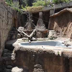Asiatic Black Bear Exhibit 1