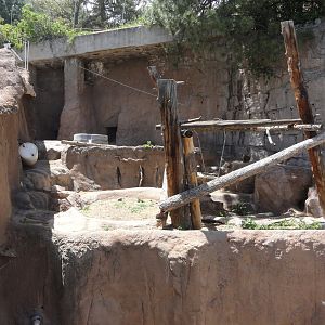 Asiatic Black Bear Exhibit 2