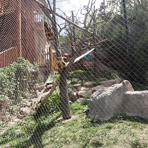 Guereza Colobus & Rock Hyrax Exhibit