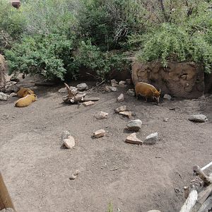 Red River Hog Exhibit