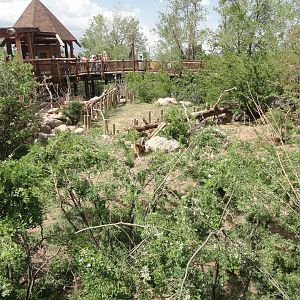 Eurasian Griffon Vulture Exhibit 1
