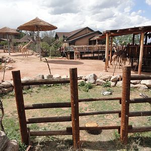 Eurasian Griffon Vulture Exhibit 2 & Reticulated Giraffe Exhibit